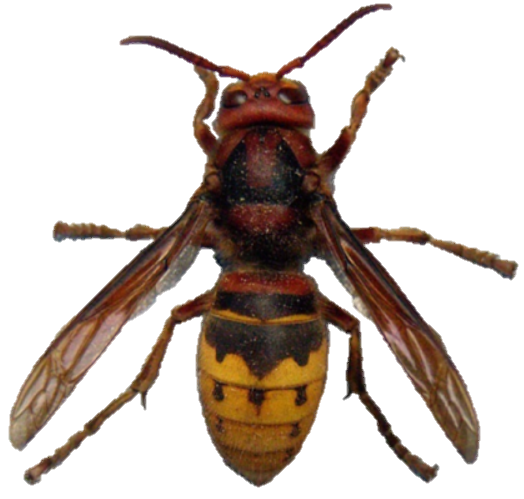 Frelon Européen