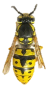 Guêpes